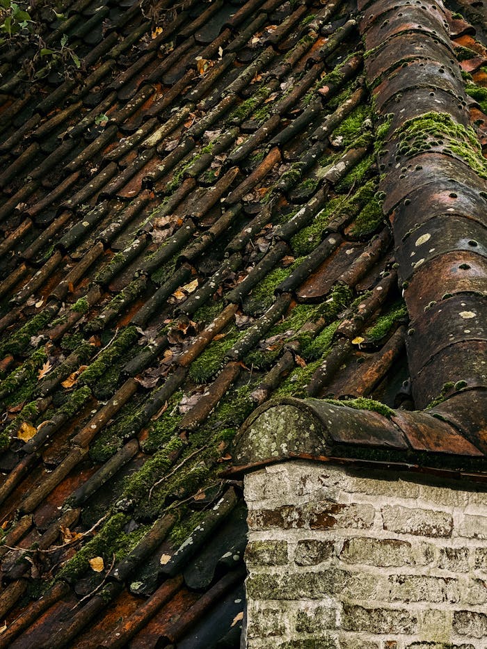 Aged mossy roof tiles on historic building in Bruges, showcasing rustic charm and natural textures.